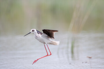 Black-winged stilt - Himantopus himantopus