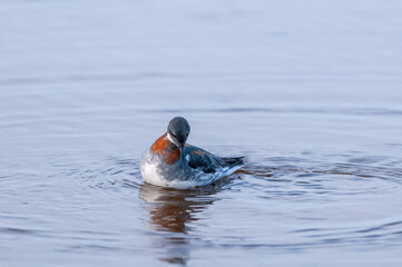 Red-necked Phalarope (Phalaropus lobatus) female in Barents Sea coastal area, Russia