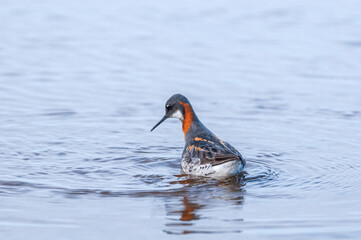 Red-necked Phalarope (Phalaropus lobatus) female in Barents Sea coastal area, Russia