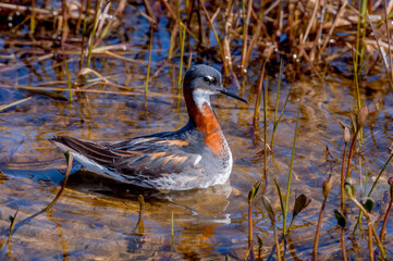 Obraz premium Red-necked Phalarope (Phalaropus lobatus) female in Barents Sea coastal area, Russia