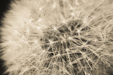 dandelion seed head