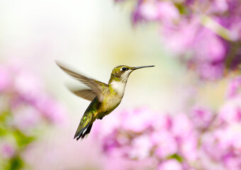 Fototapeta na wymiar Ruby throated hummingbird in motion.