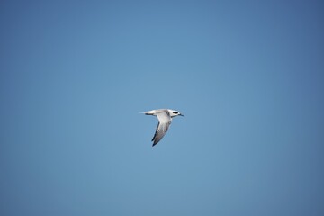 gaviota
mar
playa
pesca
vuelo
ave
pajaro