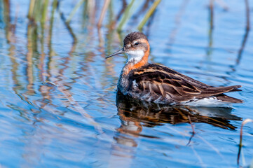 Red-necked Phalarope (Phalaropus lobatus) male in Barents Sea coastal area, Russia