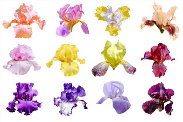 Collection of iris flowers isolated on white