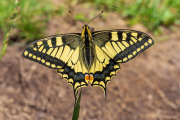 Schwalbenschwanz - Schmetterling - Edelfalter