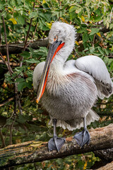 Dalmatian Pelican (Pelecanus crispus) on lake