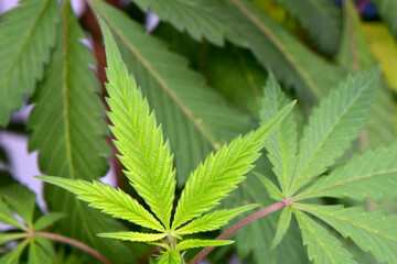 Cherry Punch Cannabis Leaf Sprout 02