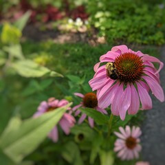 bee on a flower