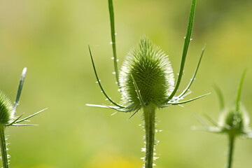 Wilde Karde