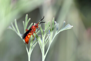 Orange Wasp on Poppy 03