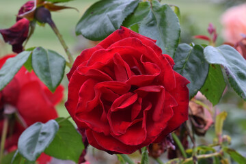 Dublin Bay Red Rose 01