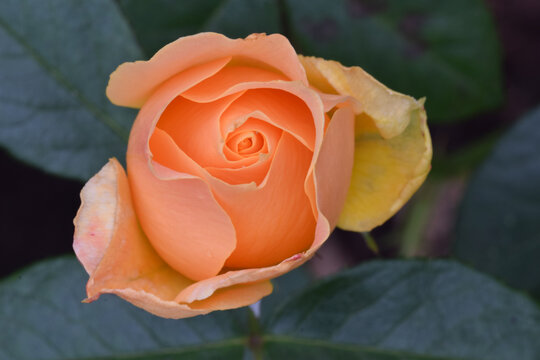 Easy Going Orange Rose