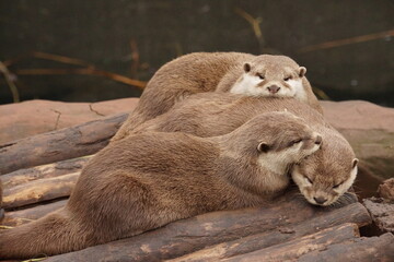 Obraz premium Cozy seal family on the rock. Photo for art decoration and blog story.