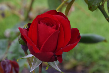 Naklejka premium Dublin Bay Red Rosebud 04