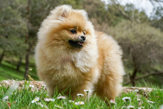 Pomeranian dog on a walk. Dog outdoor.