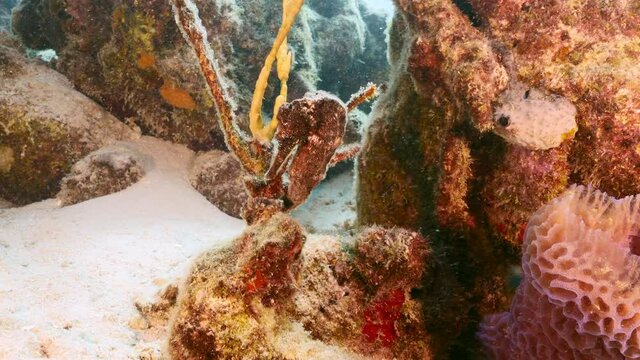 Seascape in turquoise water of coral reef in Caribbean Sea / Curacao with Sea Horse, coral and sponge