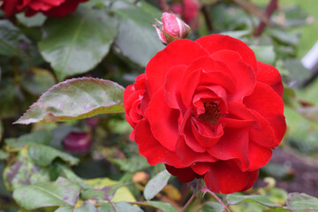 Europeana Red Rose