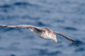 Northern Giant Petrel (Macronectes halli) in South Atlantic Ocean, Southern Ocean, Antarctica