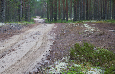 Forest road during summer time in Karelia