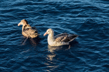 Northern Giant Petrel (Macronectes halli) in South Atlantic Ocean, Southern Ocean, Antarctica