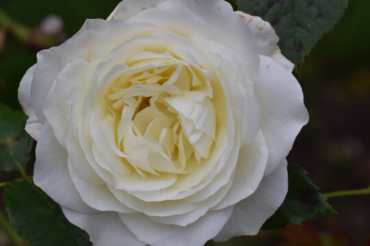 Moondance Rose 01