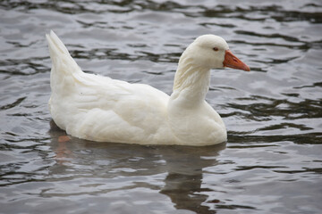 White Greylag Goose 01