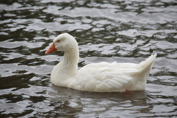 White Greylag Goose 02