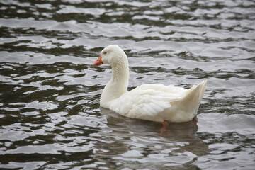 White Greylag Goose 03
