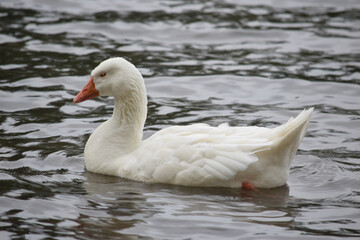 White Greylag Goose 04