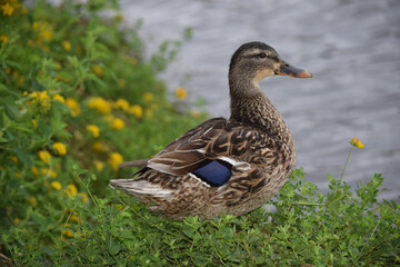Mallard Female 01
