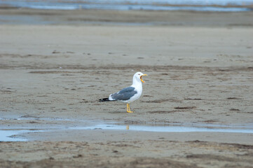 Heuglini's Gull (Larus heuglini) in Barents Sea coastal area, Russia