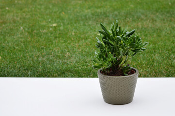 crassula gollum houseplant pot on a white surface with grass background