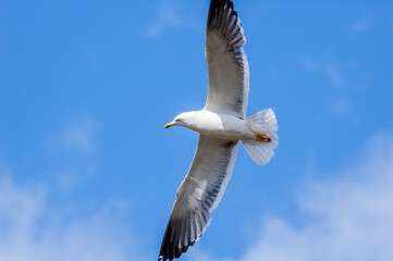 Heuglini's Gull (Larus heuglini) in Barents Sea coastal area, Russia