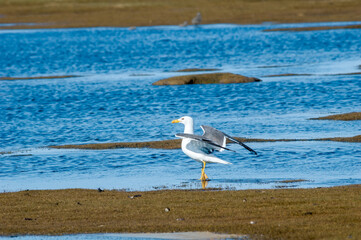 Heuglini's Gull (Larus heuglini) in Barents Sea coastal area, Russia