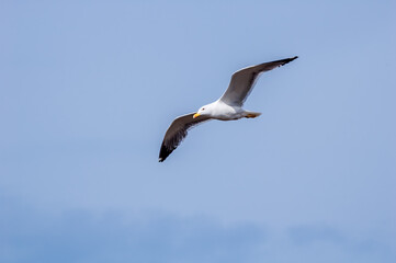 Heuglini's Gull (Larus heuglini) in Barents Sea coastal area, Russia