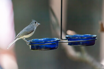 Tufted Titmouse