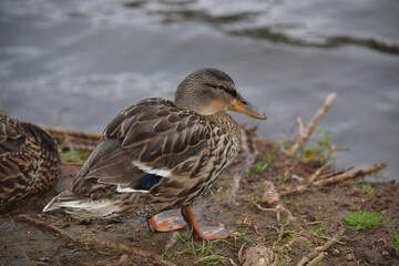 Mallard Female 04