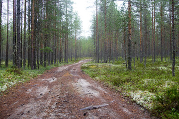 Forest road during summer time in Karelia