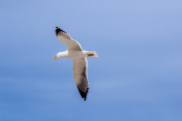 Fototapeta na wymiar Heuglini's Gull (Larus heuglini) in Barents Sea coastal area, Russia
