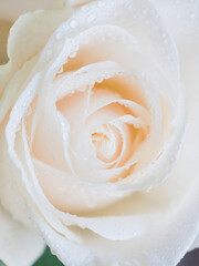 white rose with water droplets