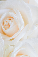 white rose with water droplets