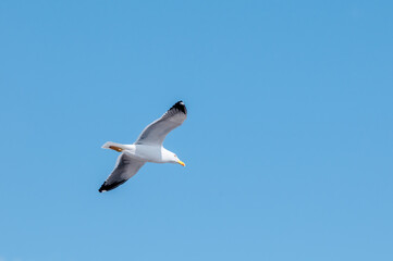 Obraz premium Heuglini's Gull (Larus heuglini) in Barents Sea coastal area, Russia