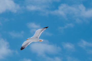 Heuglini's Gull (Larus heuglini) in Barents Sea coastal area, Russia