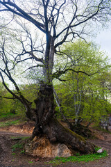 Fototapeta na wymiar Amazing early spring landscape with huge oak tree, Armenia