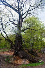 Amazing early spring landscape with huge oak tree, Armenia
