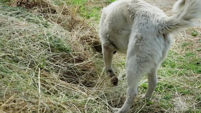 the dog pees on a pile of fresh hay in the field and goes away