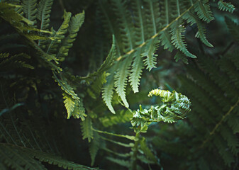fern leaf
