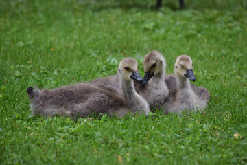 Canada Gosling Trio 03