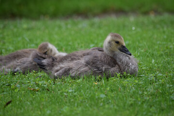 Canada Gosling Trio 04